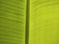Shadow and Greenline on the banana leaves Royalty Free Stock Photo