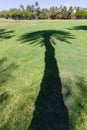 Shadow of a Hawaiian palm tree cast across a lawn