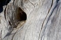 Shadow of knot hole in silver grey driftwood log showing wood grain pattern Royalty Free Stock Photo