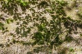 Shadow leaf branch tree texture on soil Royalty Free Stock Photo