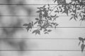 The shadow  leaf of tree on a white wooden wall surface backgeound Royalty Free Stock Photo