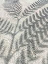 Shadow leaf of White Popinac, Lead Tree, horse tamarind or scientific name Leucaena leucocephala. Royalty Free Stock Photo