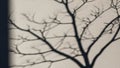 Shadow of leafless tree branches on textured wall during winter afternoon with soft light and natural abstract design Royalty Free Stock Photo