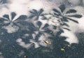 Shadow of the leaves of a chesnut tree on the garden path
