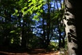 Shadow of the leaves, due to the effect of sunlight, on the beech trunk, in the woods Royalty Free Stock Photo