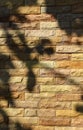 Shadow leaves on old wall designs Royalty Free Stock Photo