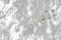 Shadow Of Leaves Reflected On The White Wall Royalty Free Stock Photo