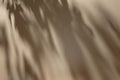 Shadow of leaves on solid beige wall texture background Royalty Free Stock Photo