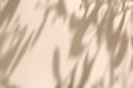 Shadow of leaves on solid beige wall texture background Royalty Free Stock Photo