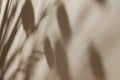 Shadow of leaves on solid beige wall texture background Royalty Free Stock Photo