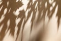 Shadow of leaves on solid beige wall texture background Royalty Free Stock Photo