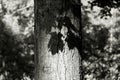 Shadow of leaves on the surface of a tree trunk, grayscale shot Royalty Free Stock Photo