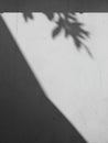 Shadow of the leaves on a white wall Royalty Free Stock Photo