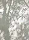 The shadow of the leaves on a white wall Royalty Free Stock Photo