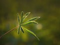 Shadow and light. Green openwork leaf on a natural background. A branch of lupine in the sun