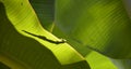 Shadow of Lizard peeking through the banana leaves Royalty Free Stock Photo