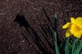 The Shadow of a Lone Tulip Royalty Free Stock Photo