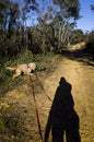 Shadow of man walking a dog Royalty Free Stock Photo