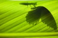Shadow of a mantis eating a butterfly Royalty Free Stock Photo