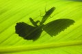 Shadow of a mantis eating a butterfly Royalty Free Stock Photo