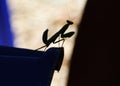 The shadow mantis Royalty Free Stock Photo