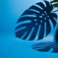 Shadow of Monstera Leaf on Blue Background Royalty Free Stock Photo