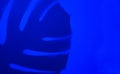 Shadow of a monstera leaf on a blue background. Creative background. Royalty Free Stock Photo