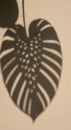 Shadow of a Monstera leaf (Monstera deliciosa) is cast on a beige wall. The leaf\'s distinctive Royalty Free Stock Photo