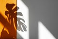 Shadow from Monstera. Monstera in the sun. Beautiful combination of colors: white and orange. Details of the modern interior. Royalty Free Stock Photo