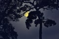 Shadow of old big tree in full moon night Royalty Free Stock Photo