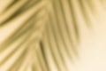 Shadow overlay effect. Shadows of tropical palms and leaves on a  wall in sunlight. Soft sunshine effect Royalty Free Stock Photo