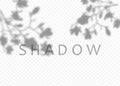 Shadow overlay effect. Transparent soft light and shadows from plant branches  leaves and foliage Royalty Free Stock Photo