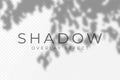 Shadow overlay effect. Transparent soft light and shadows from plant branches, leaves and foliage Royalty Free Stock Photo