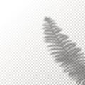 Shadow Overlay Plant fern Vector Mockup. Shadows overlay effects Of A leaf in a modern minimalist style. Royalty Free Stock Photo