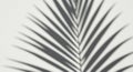 Shadow of a palm leaf appears against a light-colored background, creating a pattern Royalty Free Stock Photo