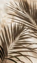 Palm Leaf Shadow on Wall