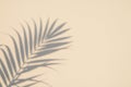 Shadow of a palm leaf on a light beige wall Royalty Free Stock Photo