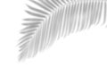 Shadow of palm leaf shadows on white paper background ,summer concep Royalty Free Stock Photo