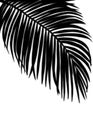 Shadow Palm Leaves onn white wall background, Tropical Coconut Leaf Overlay, Element object for Spring Summer, Mock up Product