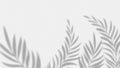 Shadow palm leaves. Overlay plant effect on transparent background. Summer minimalistic blurred nature vector banner Royalty Free Stock Photo