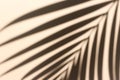 A shadow of palm leaves on a pastel beige surface background Royalty Free Stock Photo