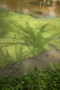 Shadow of Palm Tree on Algae and Brown Water in Asia Royalty Free Stock Photo