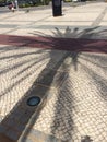 Shadow of a palm tree on the ground