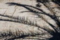 Shadow from a palm tree on the pavement. rectangular pavement stones on which palm branches cast shadows Royalty Free Stock Photo