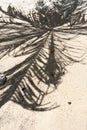 The shadow of a palm tree on a sandy beach. Vacation concept by the sea Royalty Free Stock Photo