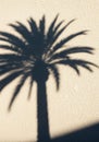 Shadow of a palm tree silhouette is cast on a textured, beige stucco wall. The Royalty Free Stock Photo