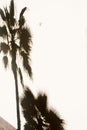 Shadow of a palm tree in a white wall. Barcelona, Spain