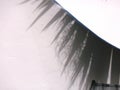 Abstract shadow of palm tree on white wall Royalty Free Stock Photo