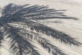 Shadow of a palm tree on a wooden floor