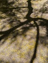 Shadow, Palo Verde tree Royalty Free Stock Photo